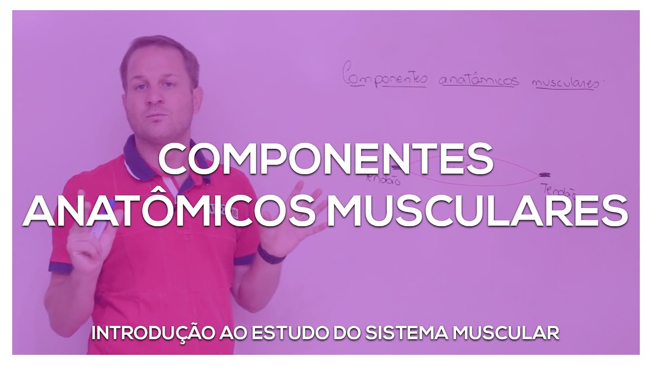 Componentes anatômicos dos músculos
