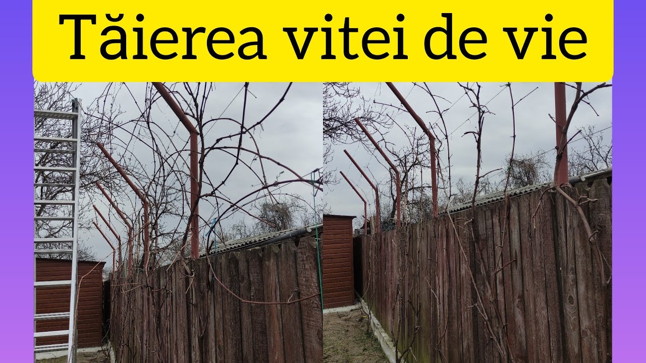Tăierea boltei vitei de vie 🍇🍇🍇și legarea acesteia 👍🤗