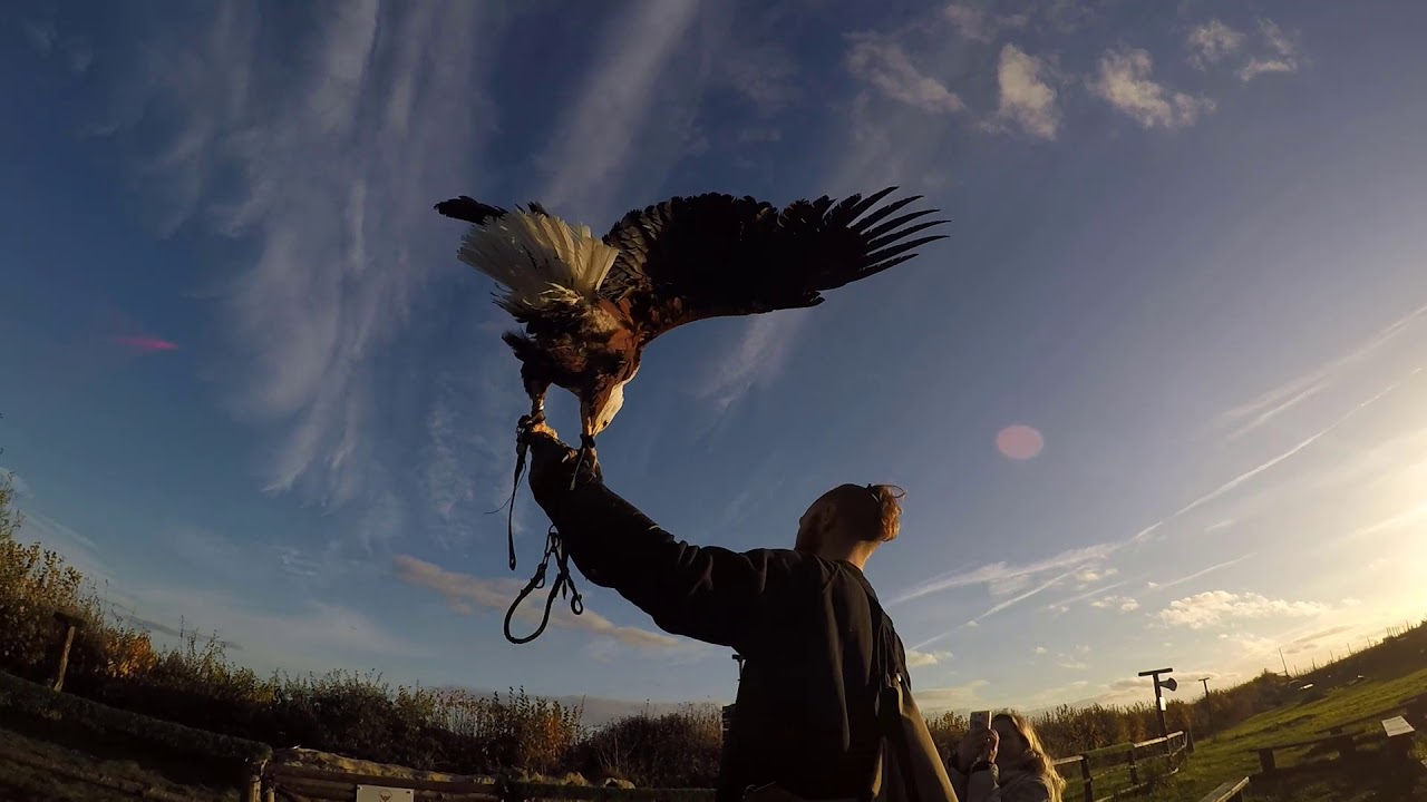 Eagle Heights Wildlife Foundation , Eynsford  Kent