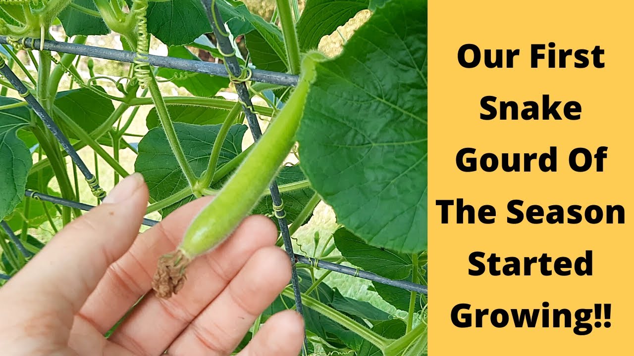 #Youtube30DayChallenge Day 27 - Our First Snake Gourd