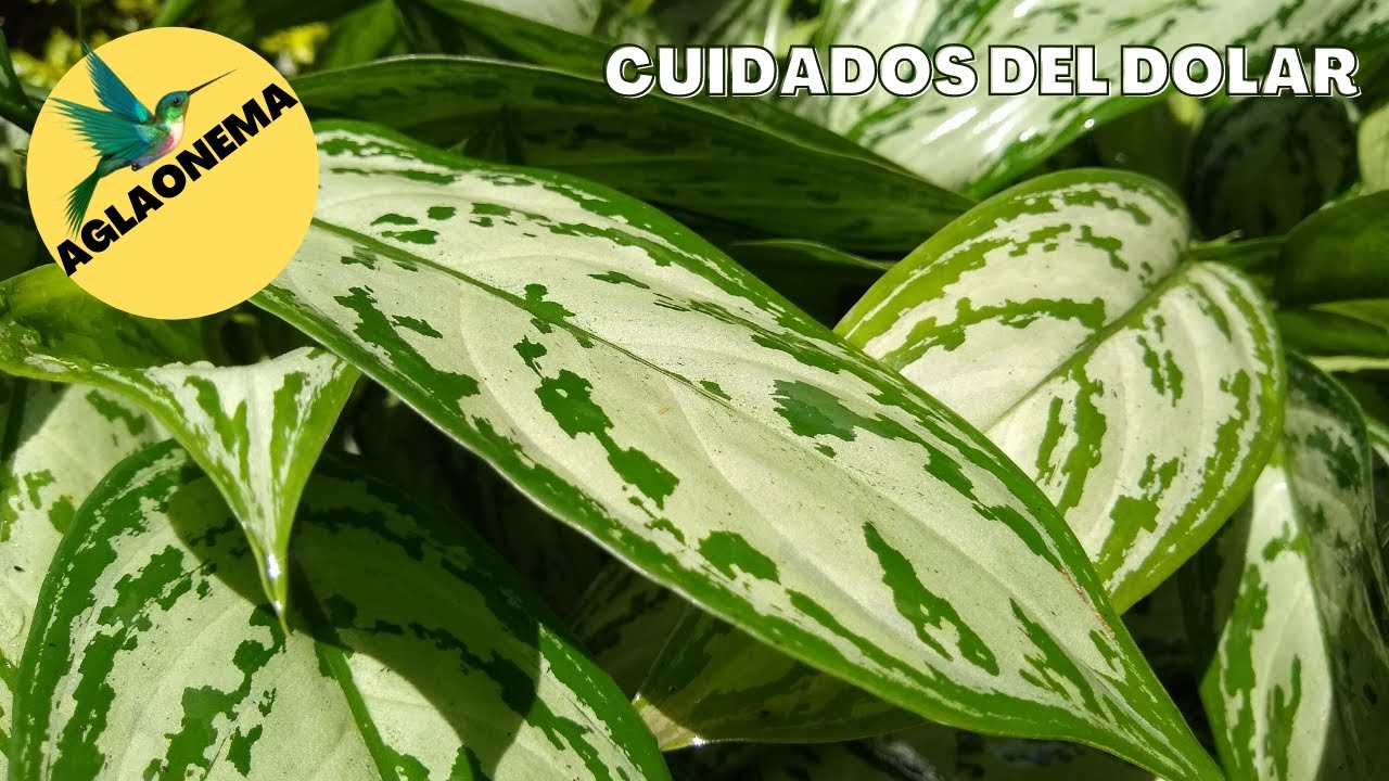 Aglaonema commutatum // Dolar // Información sobre sus cuidados ❤️