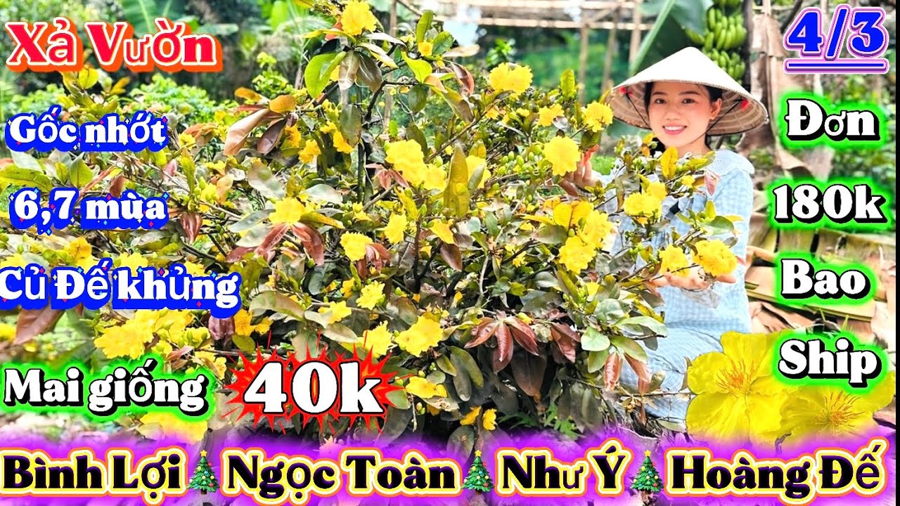 4/3 Mai vàng giá rẻ ☎️0379932216 Nguyên🎄Xả mai giống 40k🎄gốc nhớt 5,6,7 mùa củ đế khủng