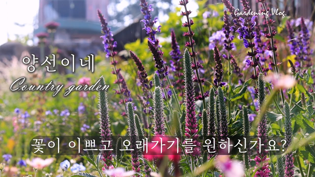 이런 꽃 어때요?/어떤 여름꽃을 심을지 고민이신가요?