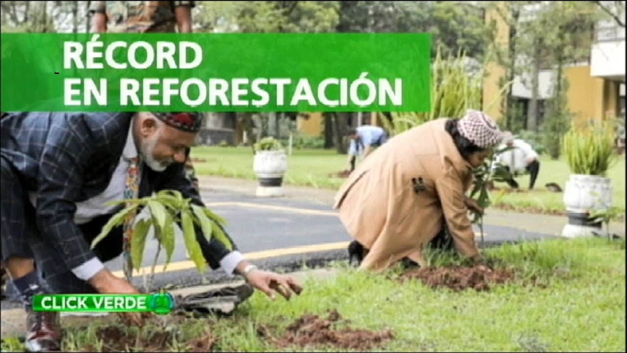 CLICK VERDE | Récord en reforestación