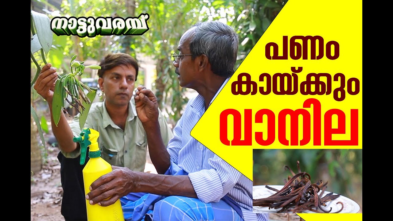 വാനില കൃഷി | VANILA CULTIVATION - ABDUL JABAR | NATTUVARAMBU