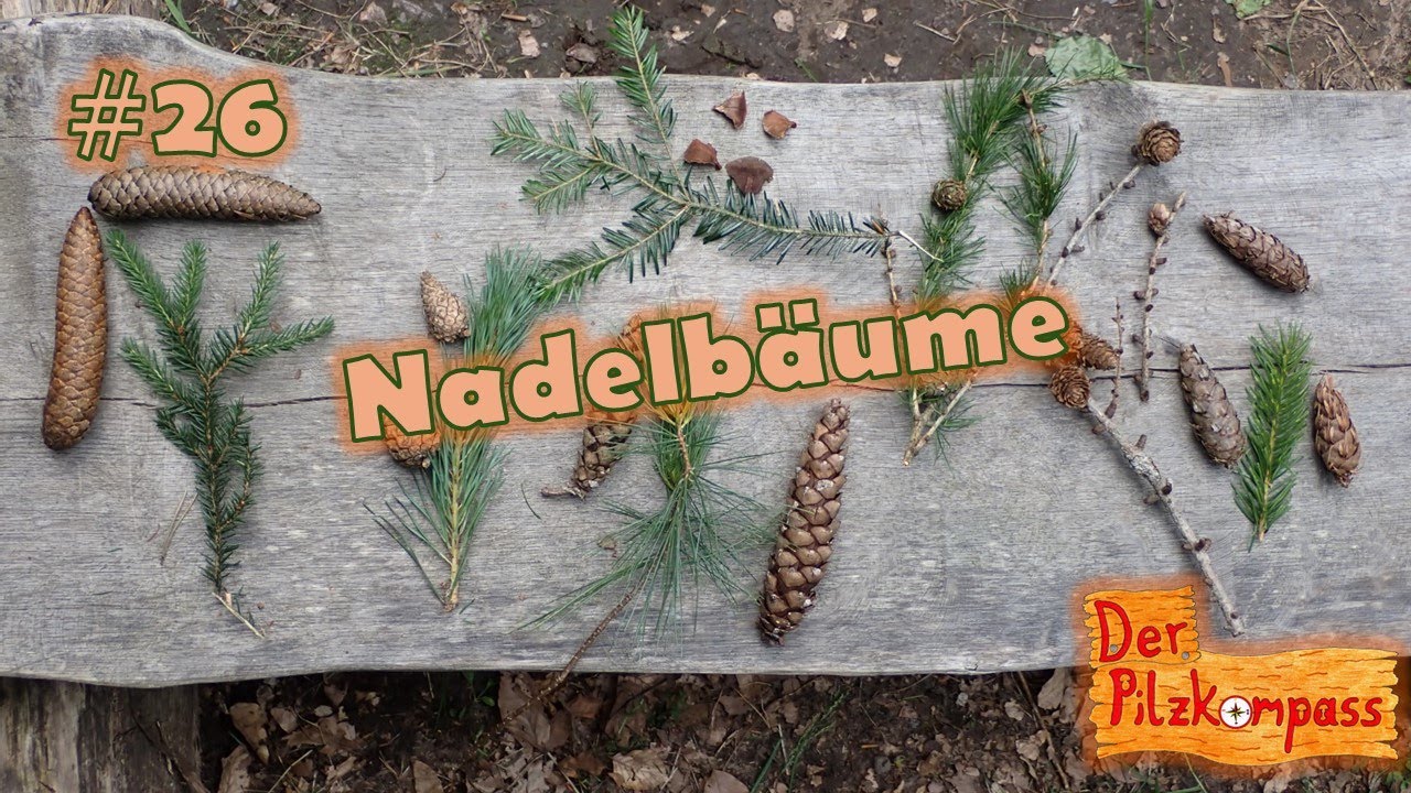 #26 Das kleine 1x1 der Baumkunde 🤓 - Nadelbäume kinderleicht erkennen!🌲(#wald #podcast #bäume #tree)