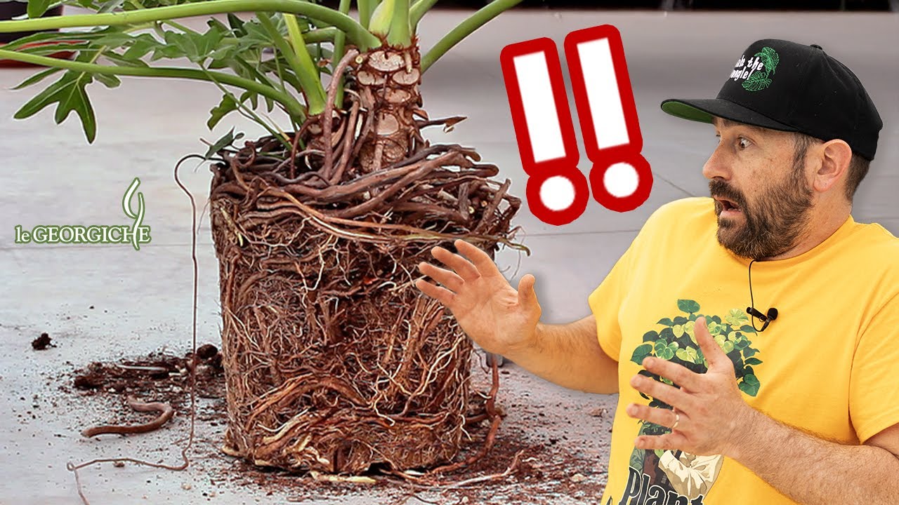 🔴 RINVASO ESTREMO! Philodendron bipinnatifidum in difficoltà