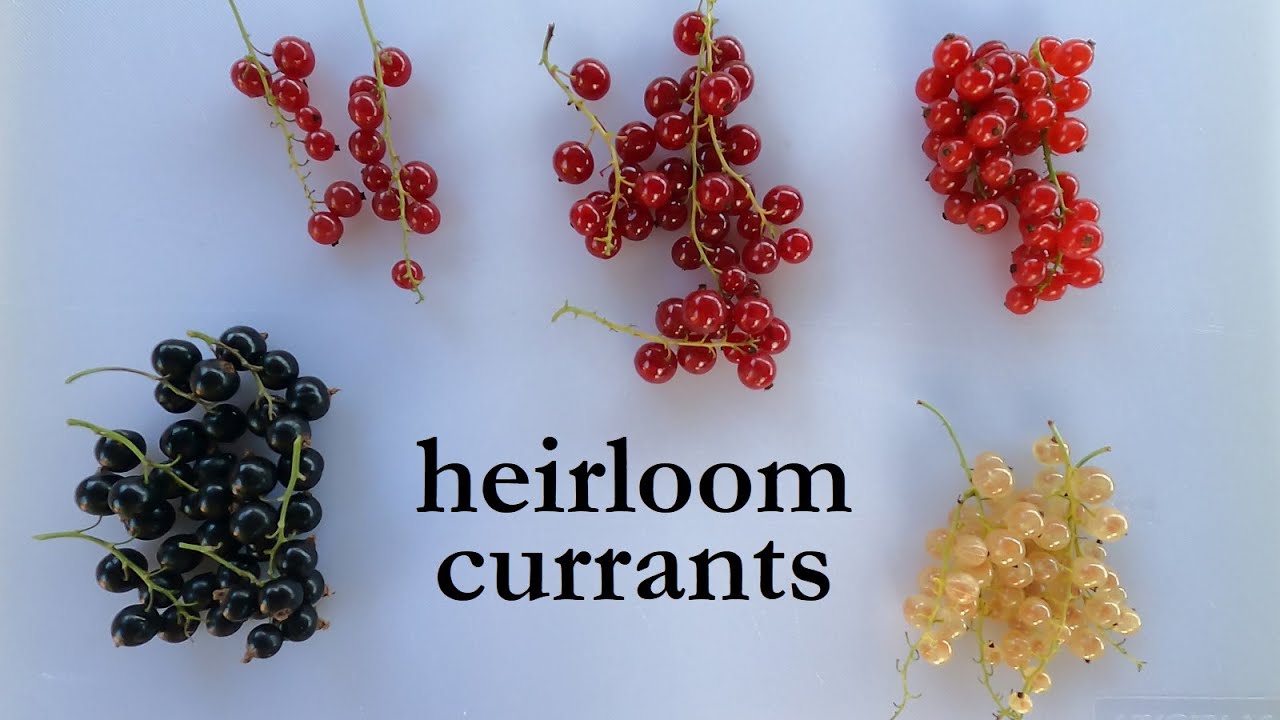 Heirloom currants - taste test