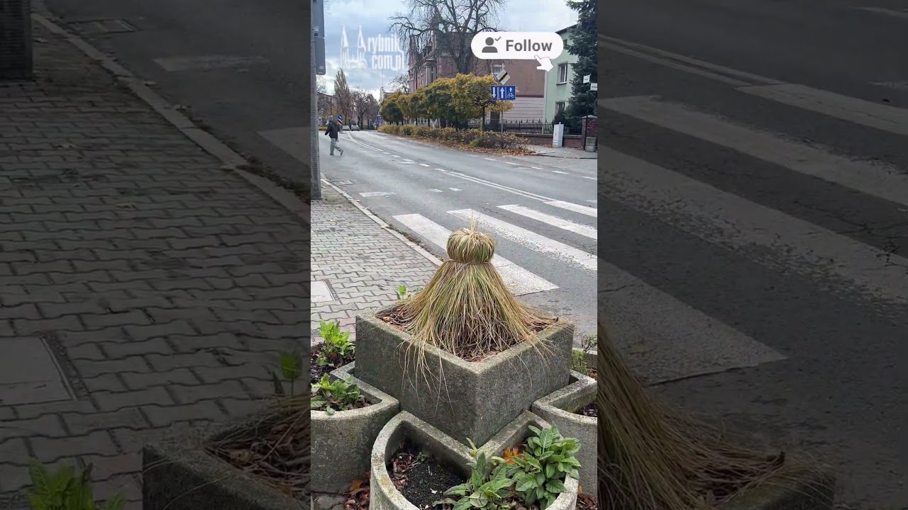 Jesień rozlała się po Rybniku między ulicami, kamienicami i parkami. #rybnik #jesień #drzewa