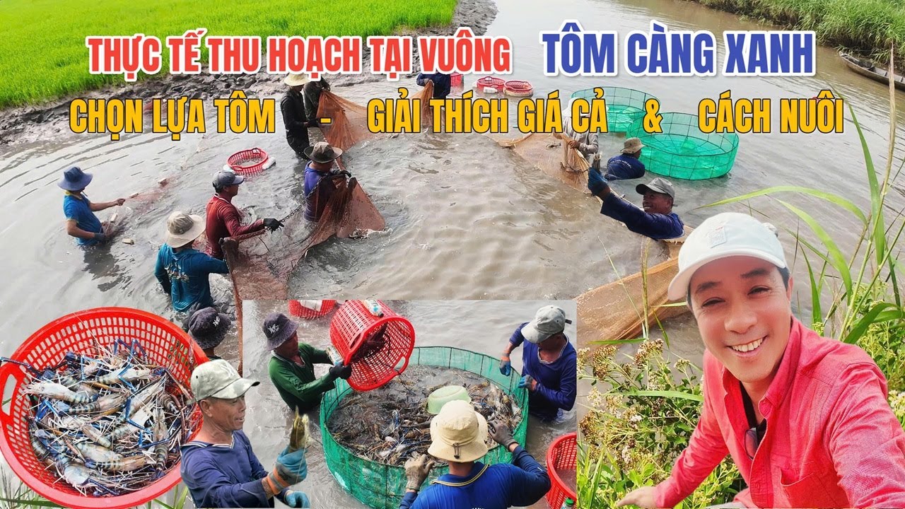 Thực Tế Thu Họach Tại Vuông Tôm Càng Xanh : Chọn Lựa - Giá Cả - Cách Nuôi Dễ Thành Công