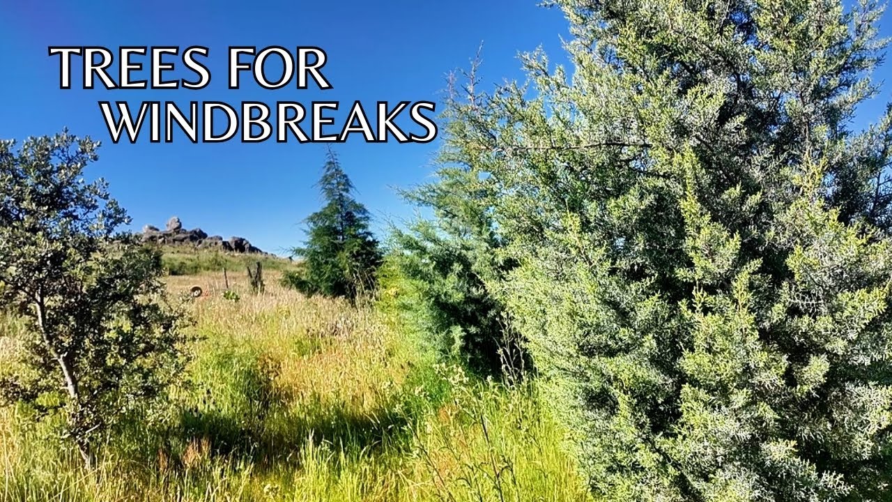 Windbreak design - Trees for wind breaks
