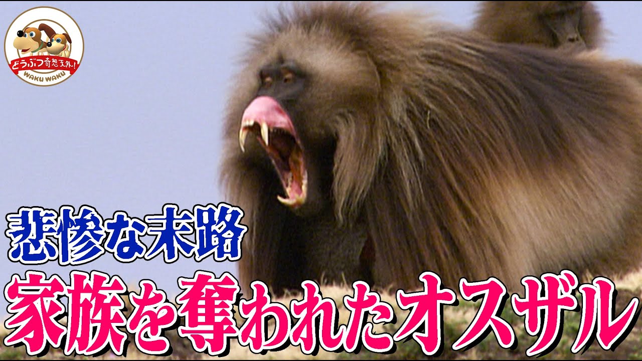 【断崖の決闘】若手に家族を奪われ大怪我を負い追放されたゲラダヒヒのリーダー！群れにつきまとうもイジメられ…突きつけられた究極の選択とは【どうぶつ奇想天外／WAKUWAKU】