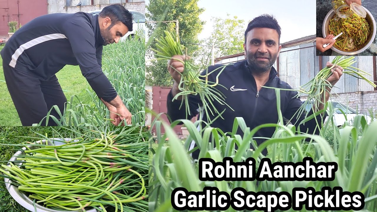 Kashmiri Sona | Rohani Gool Aanchar Kashmiri Garlic Scape Pickle With Kashmiri Spices