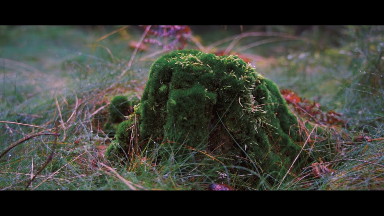 Condensspur - Und Sonstige Lebewesen (2021, Ambient Music Video)