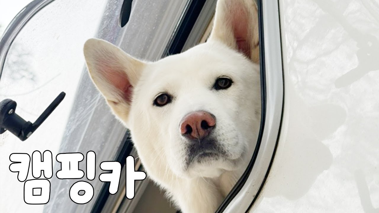이레네, 강아지들과의 첫 캠핑카 여행 브이로그 (진돗개)