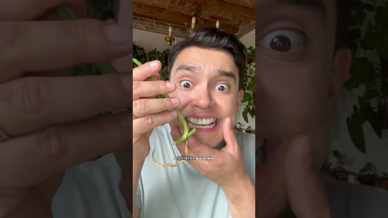 &iquest;Sab&iacute;as que dependiendo el corte que esquejes crecer&aacute; de diferentes maneras? #plantadeinterior