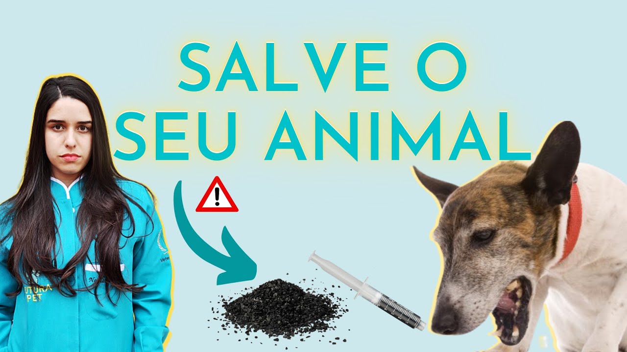 CACHORRO ENVENENADO | O que fazer