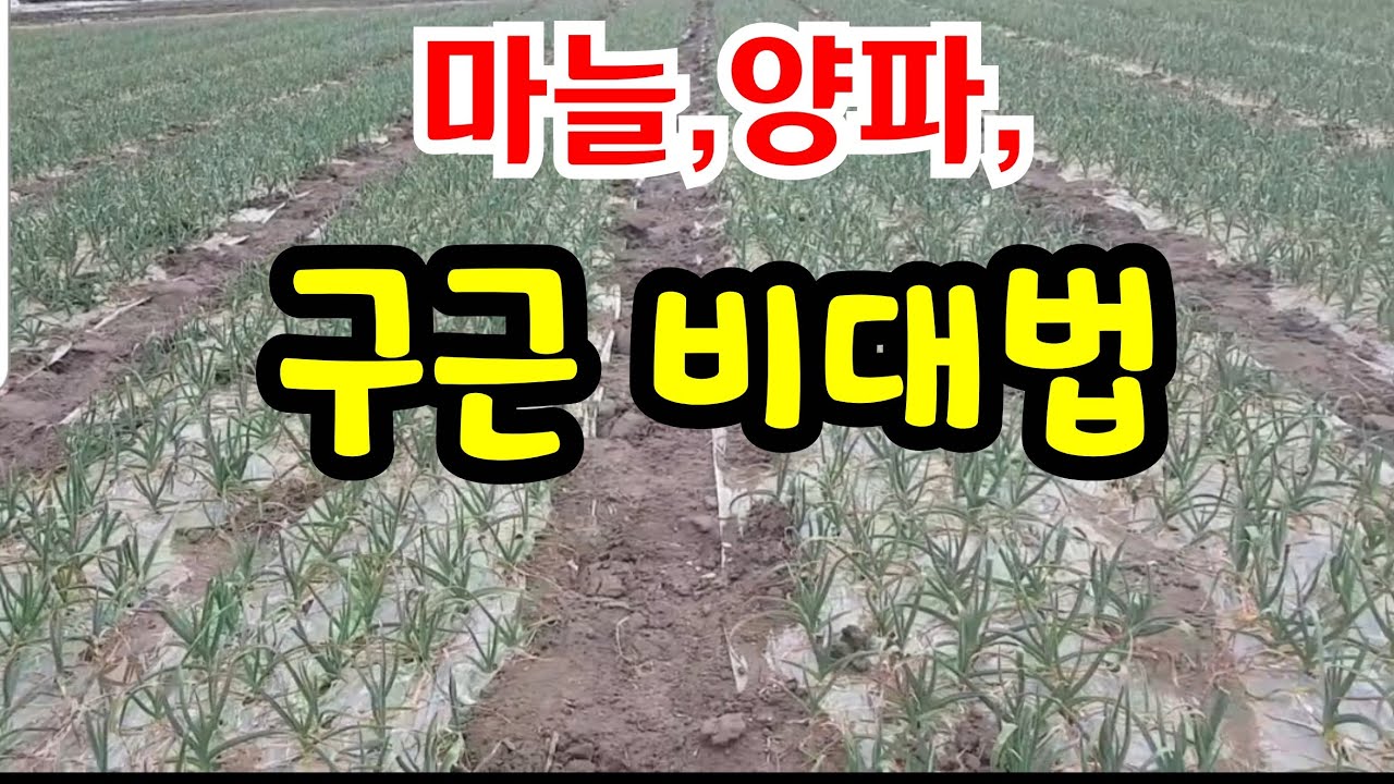 마늘·양파 수확량 2배 재배법 ( 구근 비대방법, 추비, 방제, 물관리, 부직포 걷고부터 수확까지 )