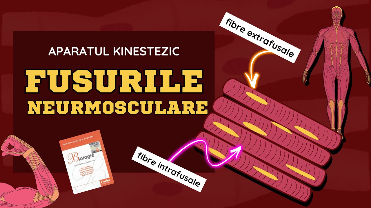 Fusurile Neuromusculare Explicate in DOAR 8 MINUTE! | Aparatul Kinestezic - (Admitere Medicina)