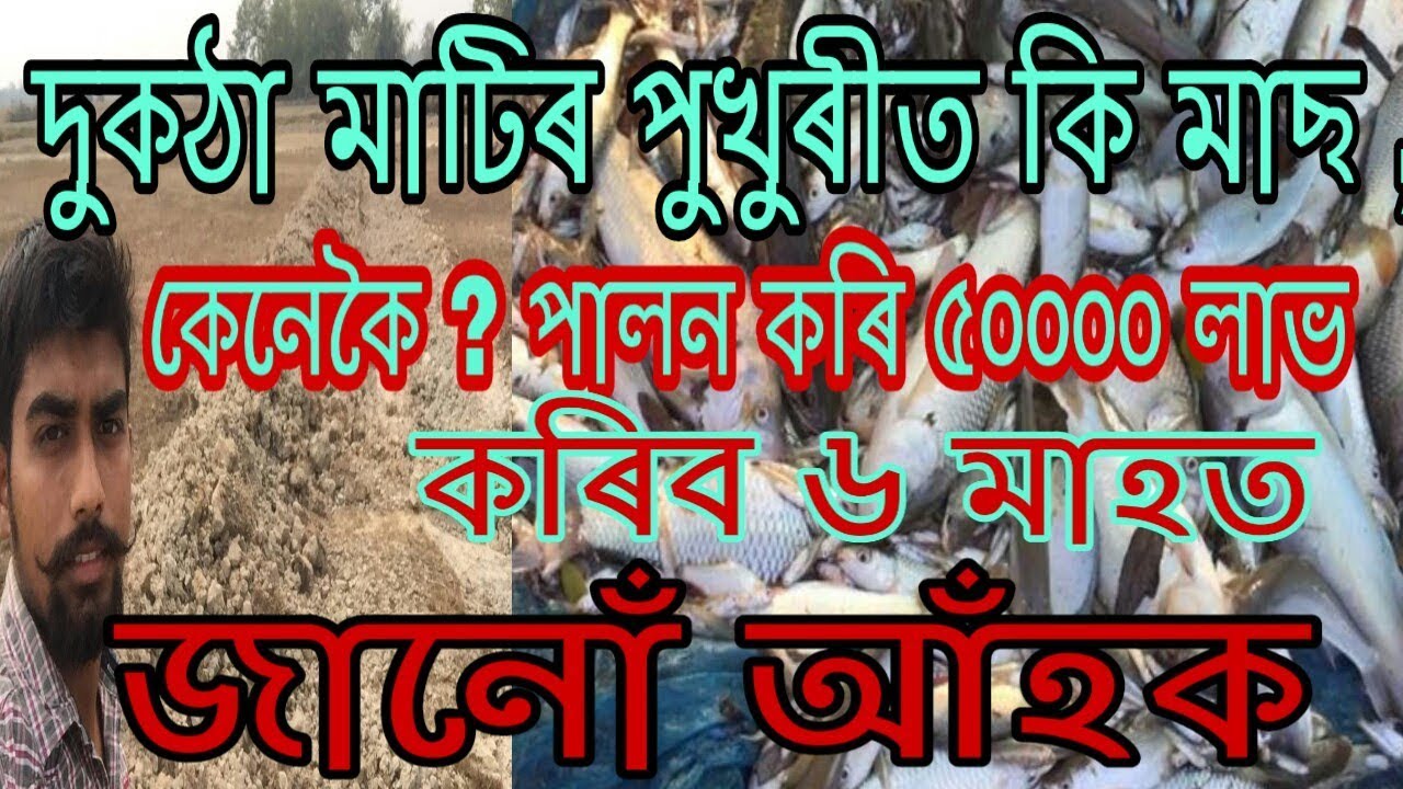 দুকঠা পুখুৰীৰ পৰা ৫০০০০ লাভ ৬ মাহত?Fish farming process and profits in small pond in Assam