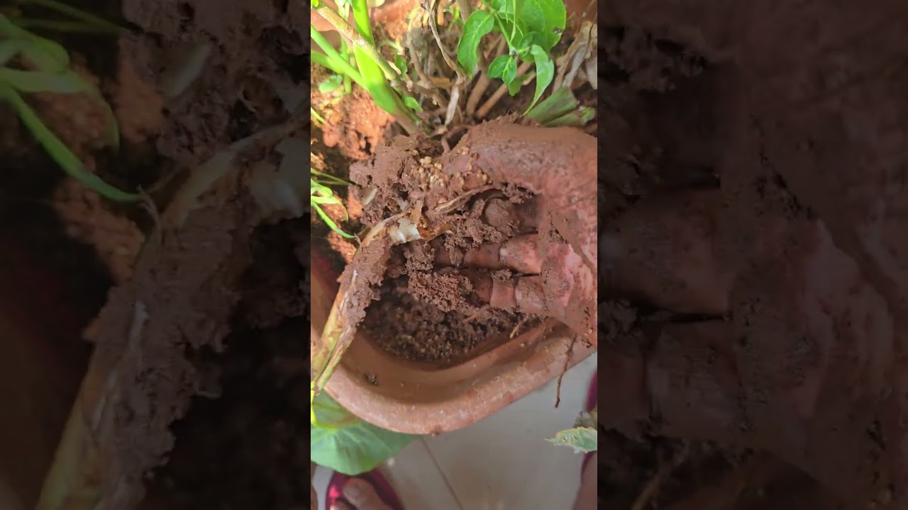 Taro roots  arvi harvesting from my small garden