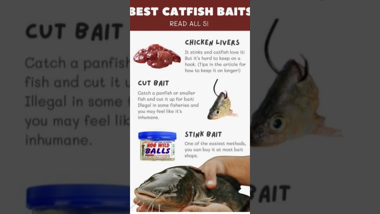 top 3 catfish baits