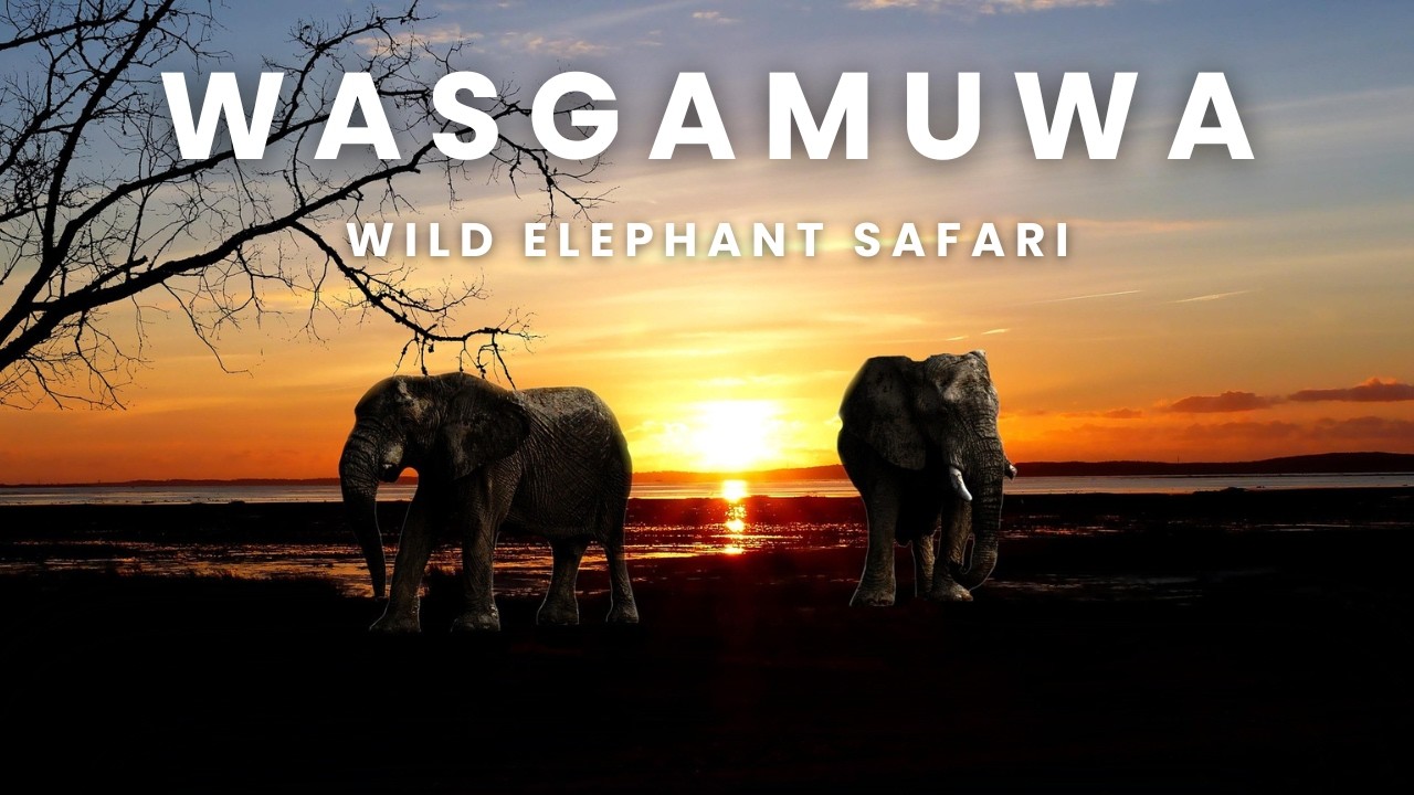 Wasgamuwa National Park Wild Safari | වස්ගමුව |  Adventure | Elephants