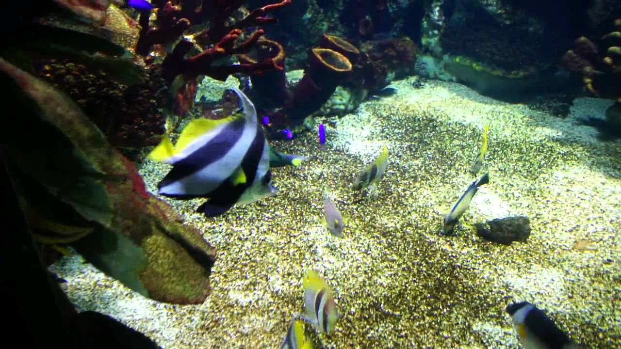 Tropicarium - Budapest, Campona