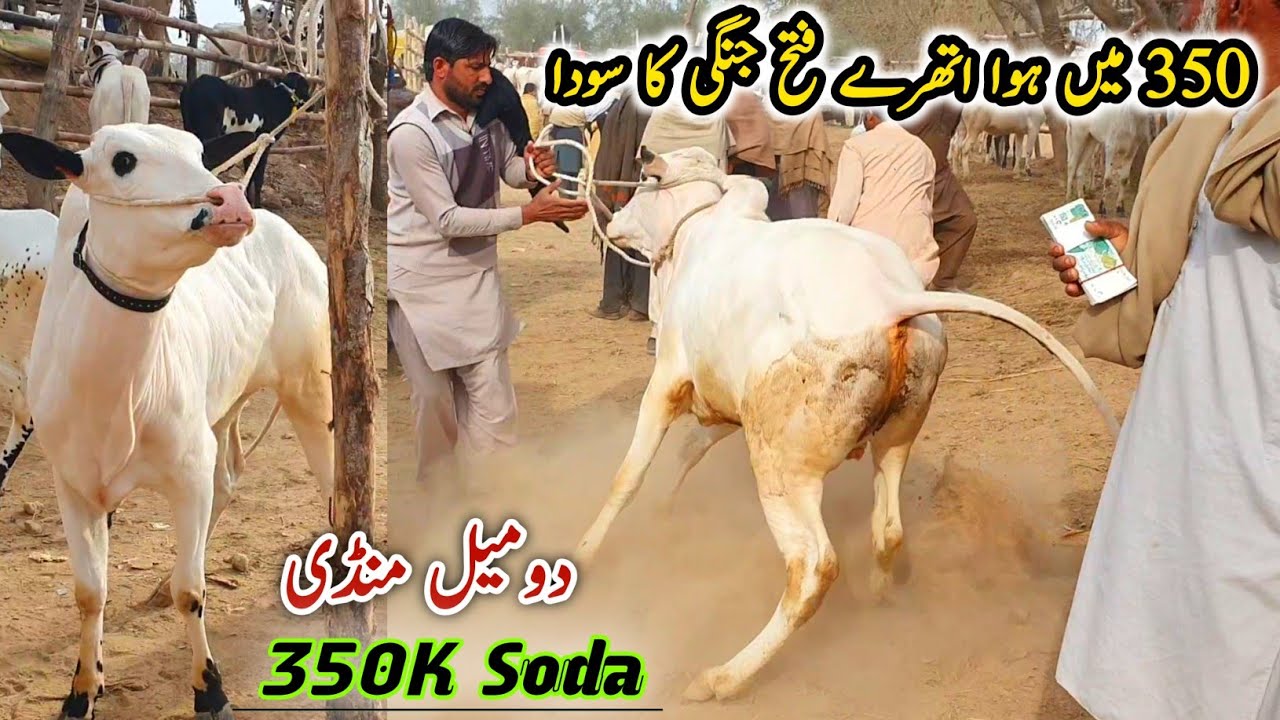 Naseeb Ka Soda 350K Domail Mandi Fatehjang Update 14 February 2025 (Part 6) | Fatehjangi Bulls