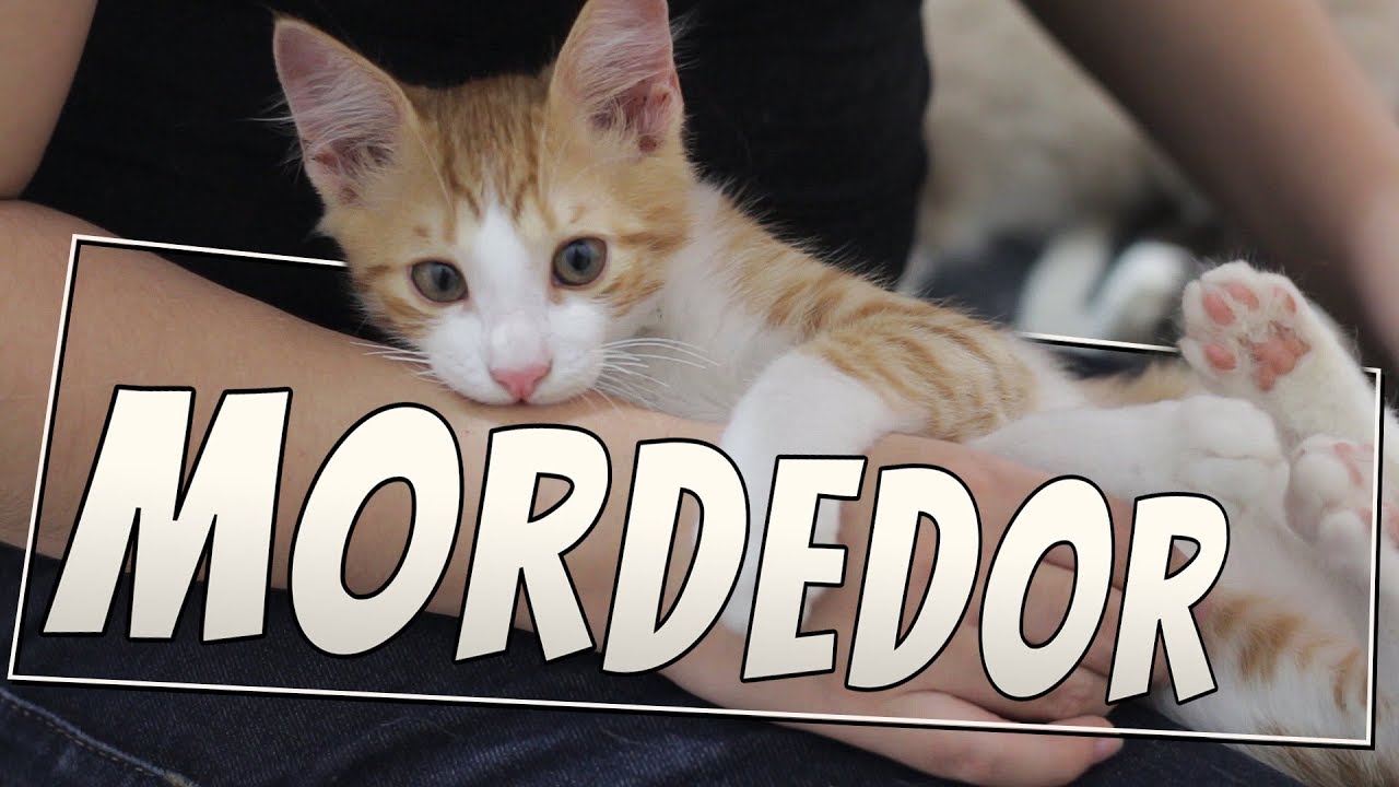 Meu filhote me morde o tempo todo! | Comportamento Felino