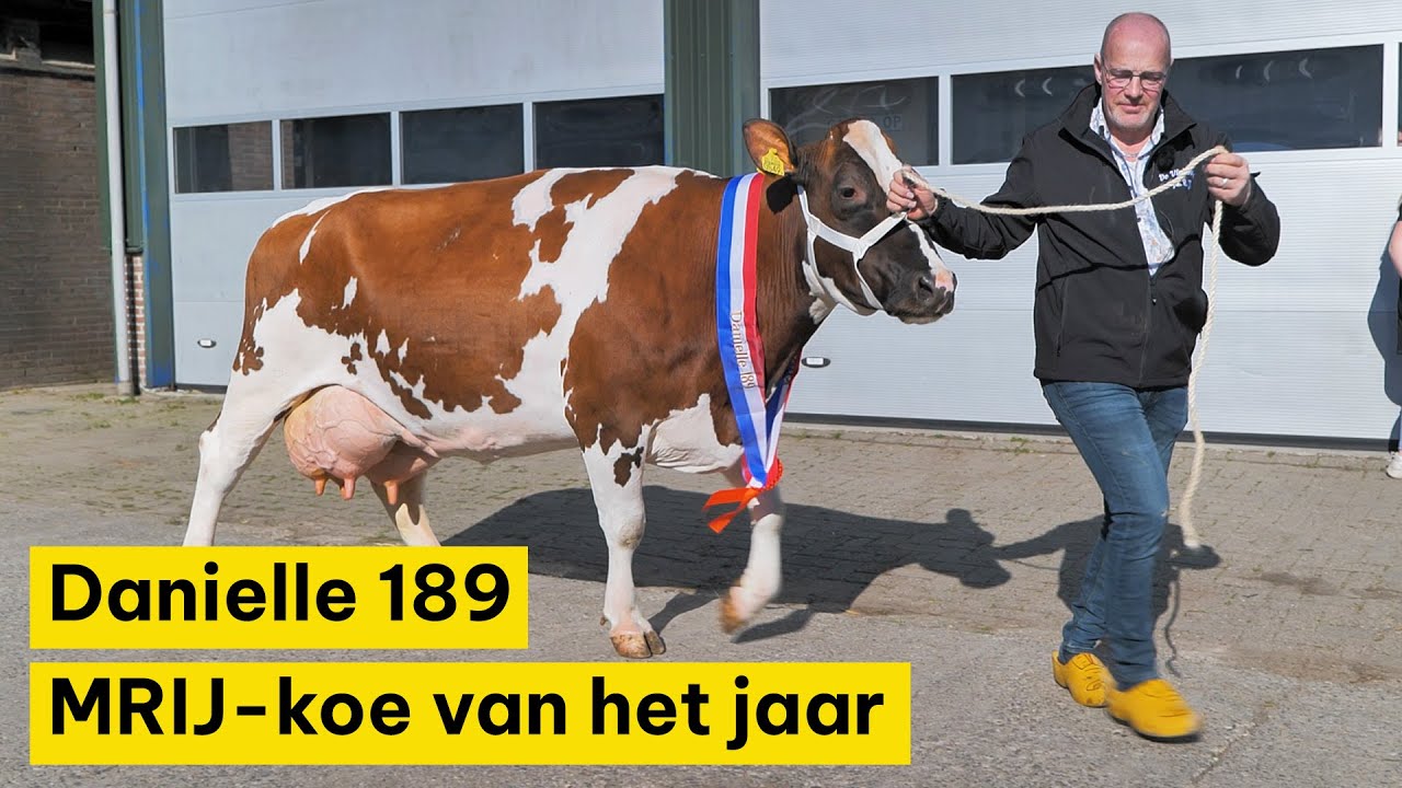 Huldiging MRIJ koe van het jaar bij De Vinkenhof