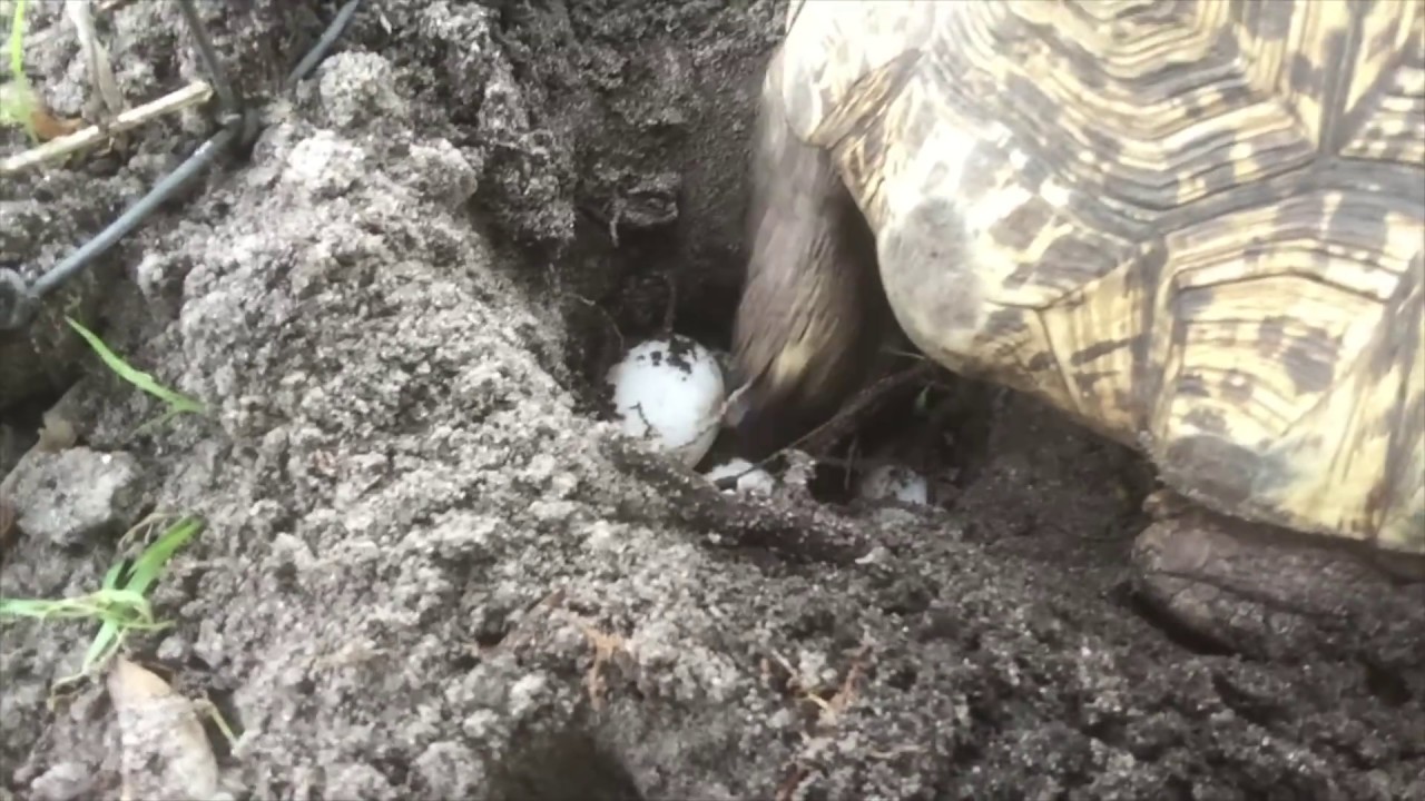 Leopard Tortoise Lays Eggs! Kamp Kenan Bonus