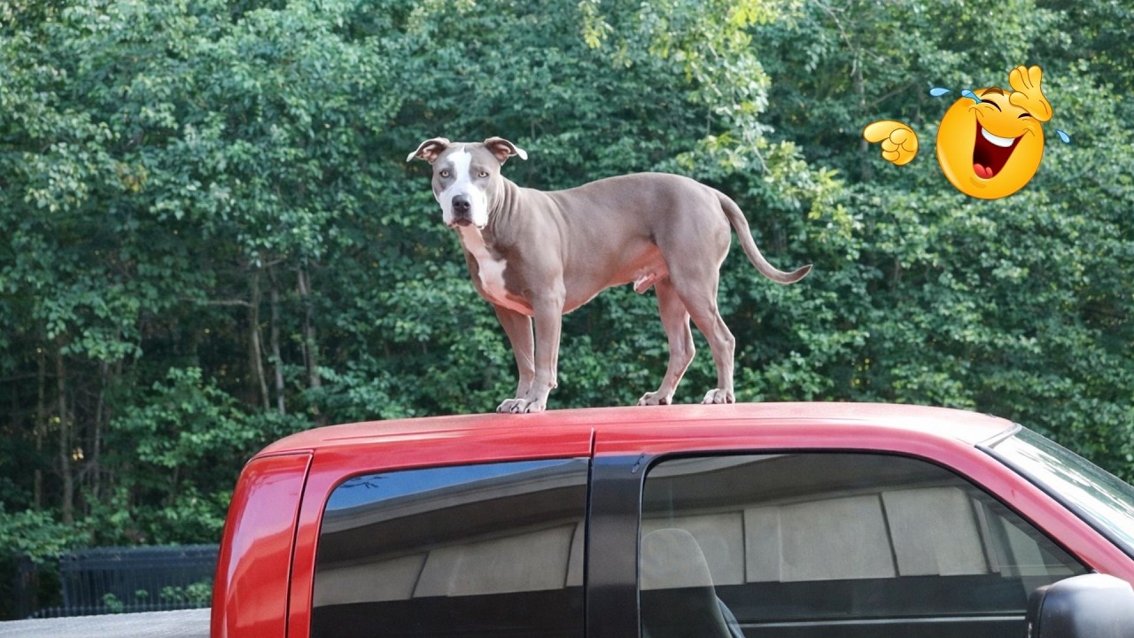 New FUNNY DOGS That Will Make You Laugh To Tears 😂🐕 Best Funny Dog Compilation 2026