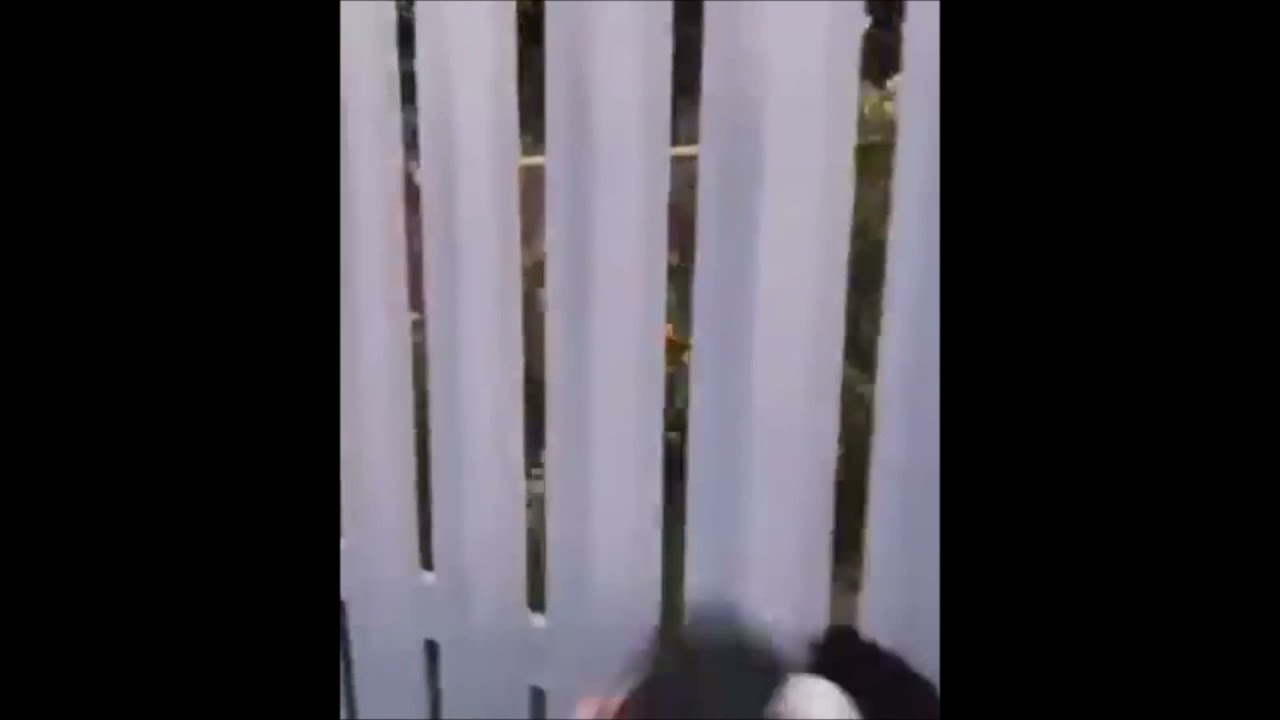 Guy Helps Magpie Birds That Have Their Heads Stuck In A Fence In His Backyard 👍