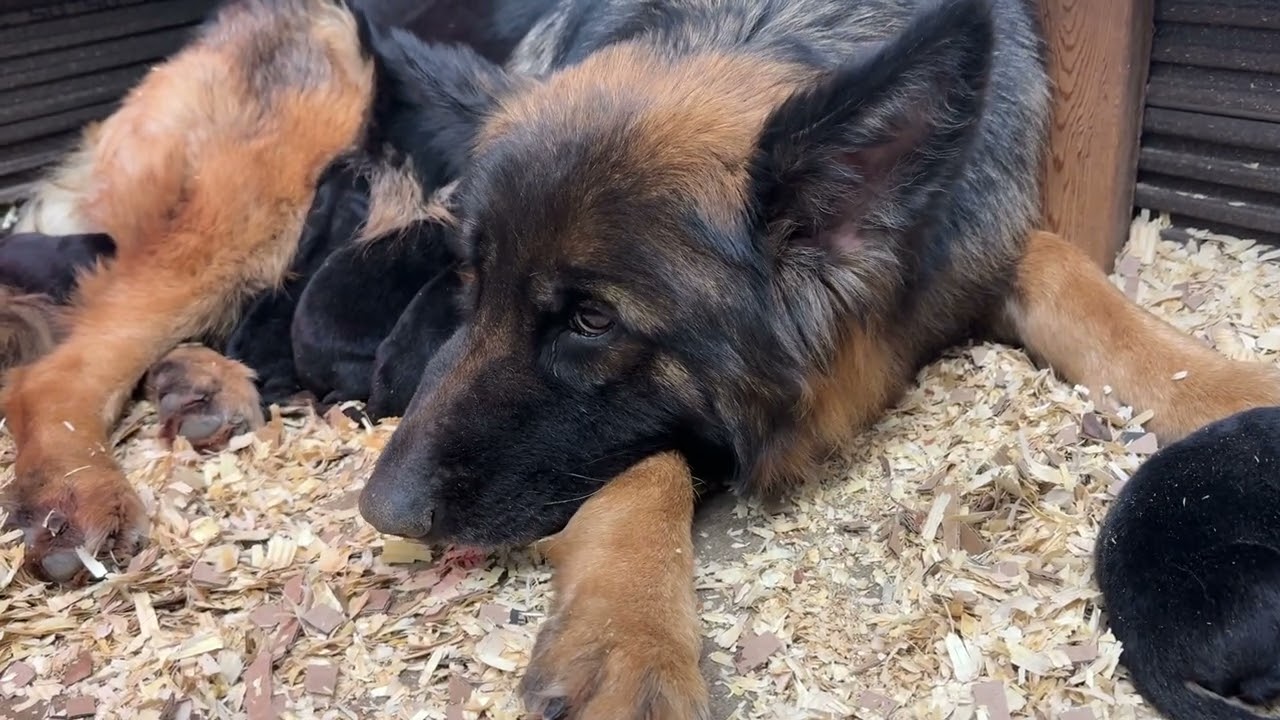 Three day old German Shepherd, litter with mom