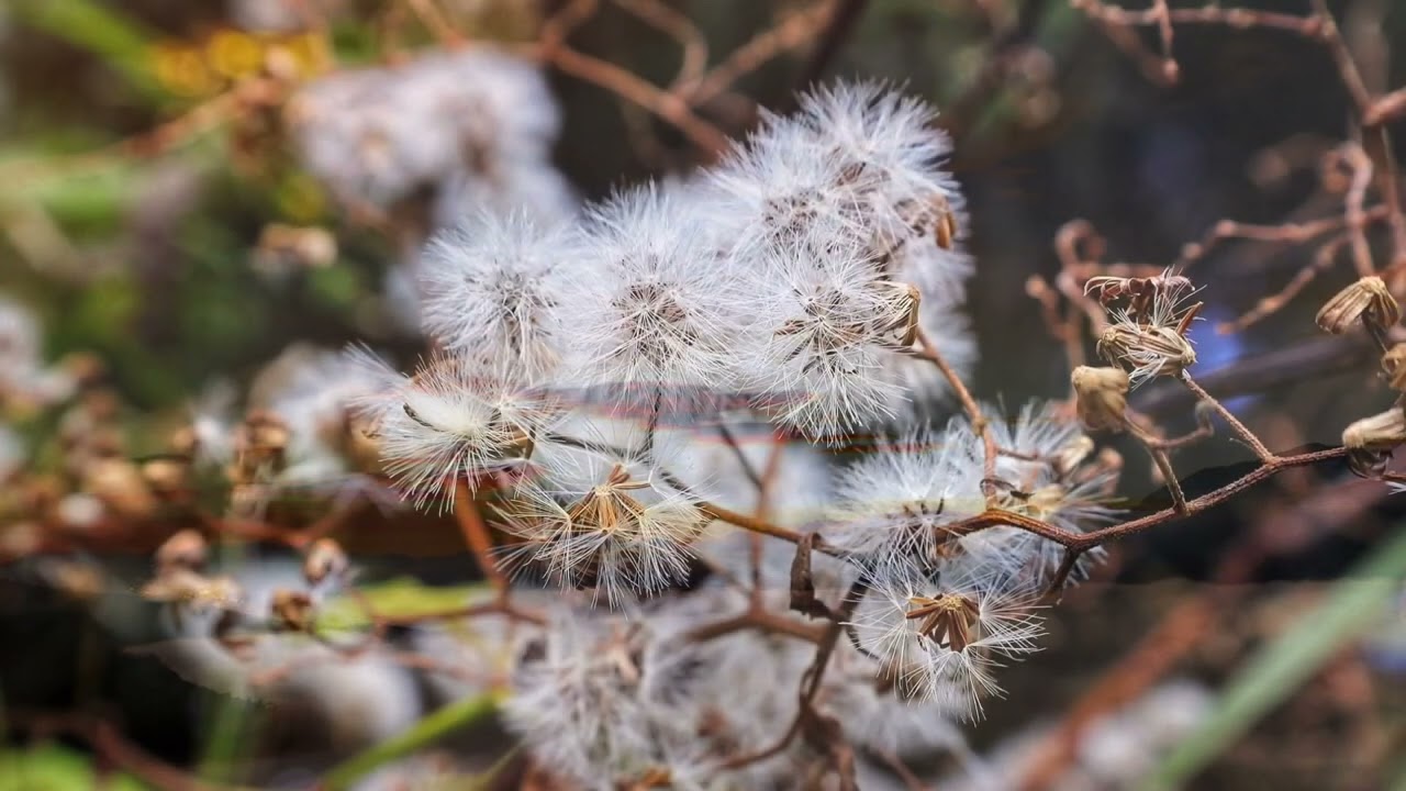《煙消雲散》