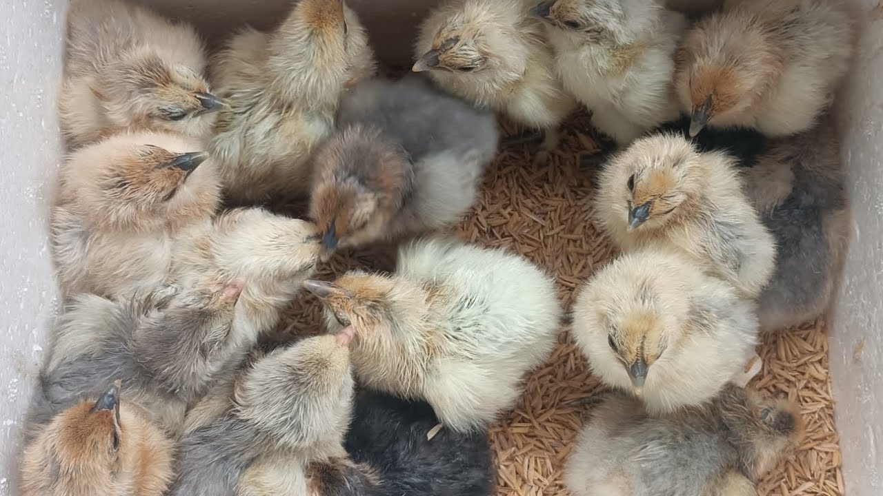 Gầy giống thêm Gà H'Mông lông xước 