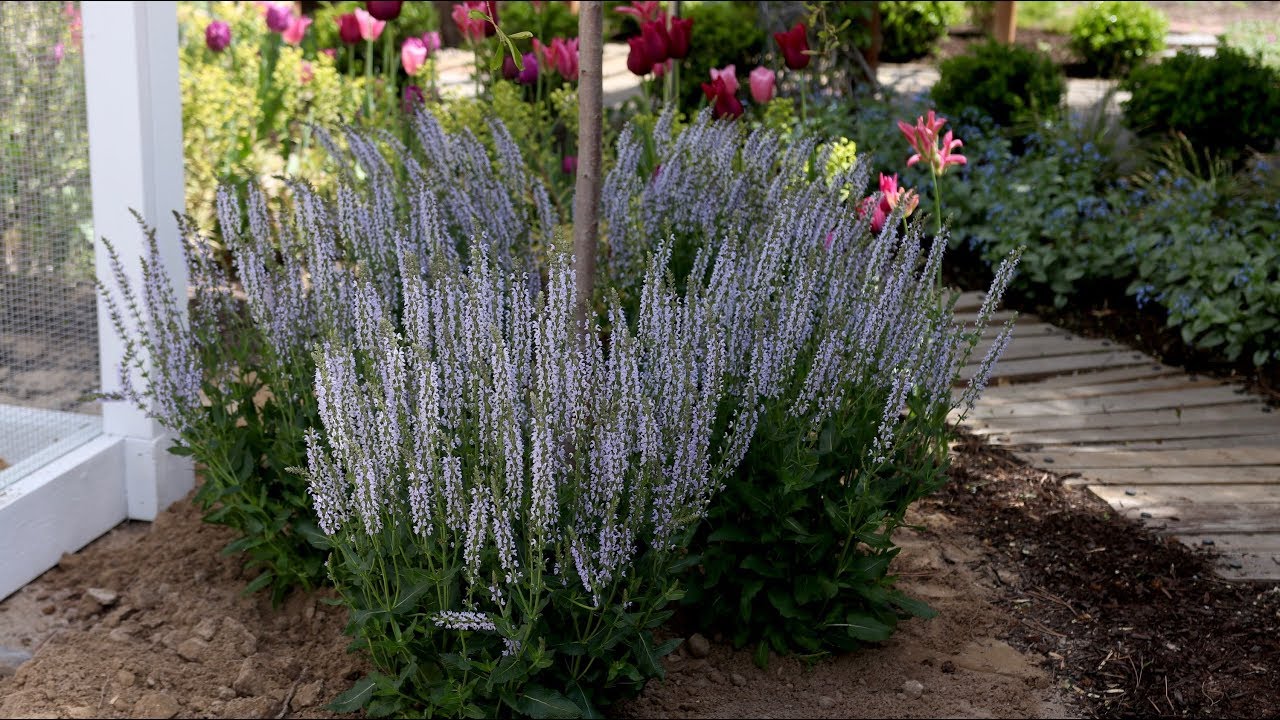 Salvia: A Bulletproof, Pollinator-Attracting Perennial! 🐝🦋🌿// Garden Answer