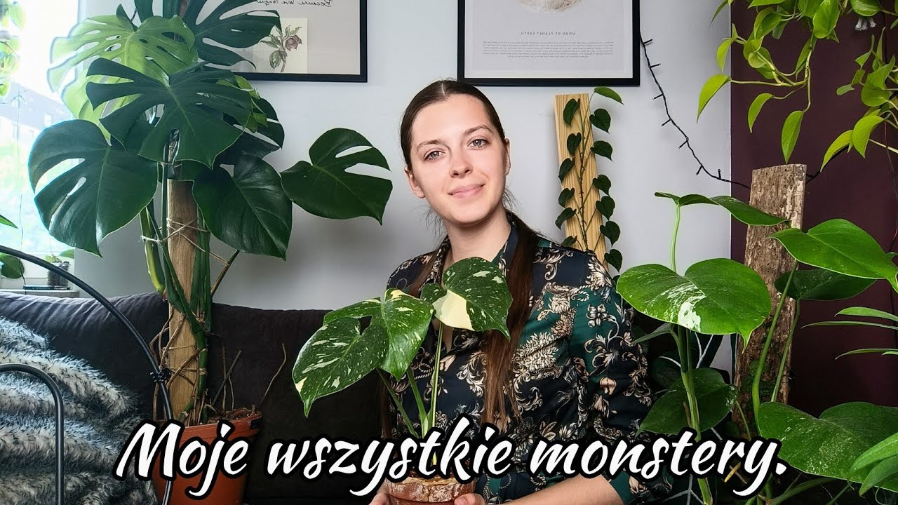 Jak dbam o monstery? Prawdziwa dżungla w domu, czyli moja kolekcja Monster 🌱