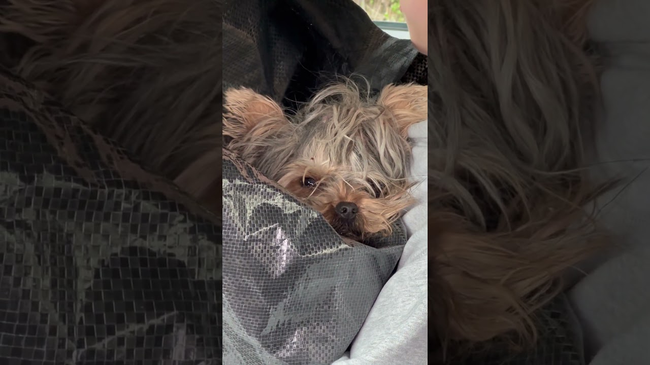 Mokra Daisy wraca w worku #yorkie #yorkshire #yorkshireterrier #pieskiezycie #piesek