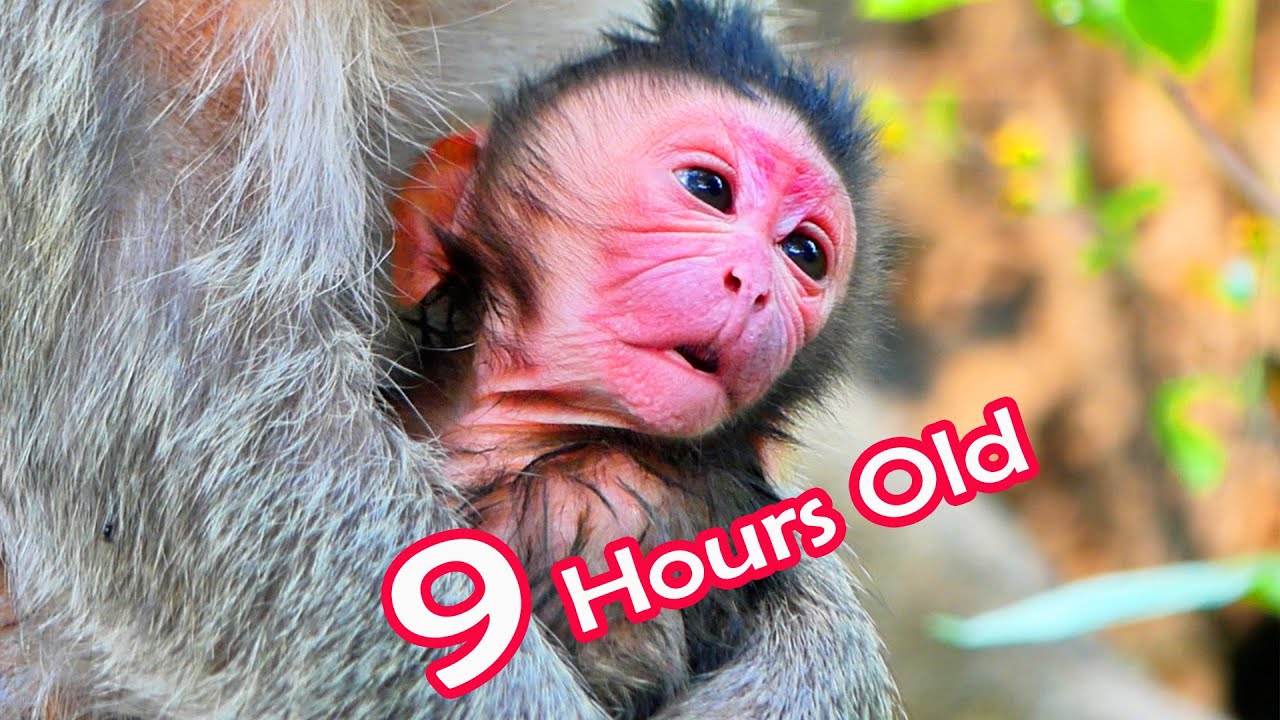 Primate monkey.../Lovely newborn baby is just 9 hours old..../Terrific life baby.../Nice clip