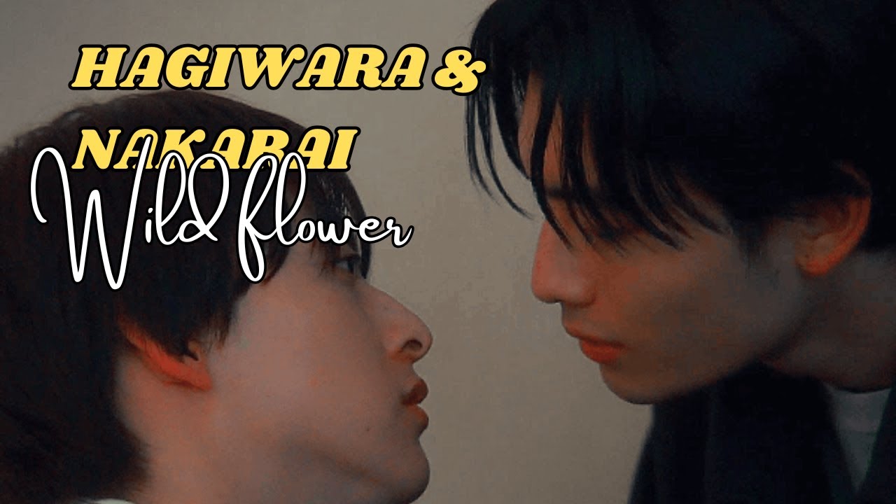[BL]When It Rains, It Pours|| Hagiwara & Nakarai || Wildflower| MV