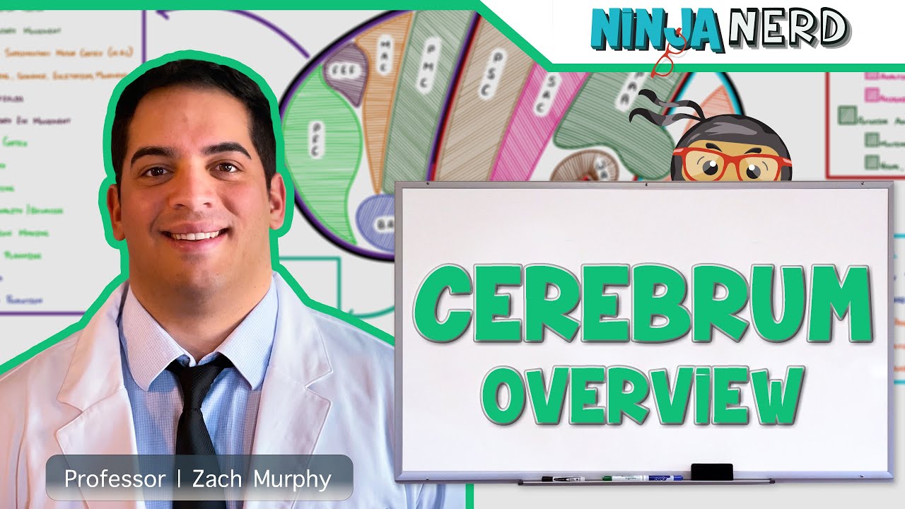 Neurology | Cerebral Cortex Anatomy & Function: Overview
