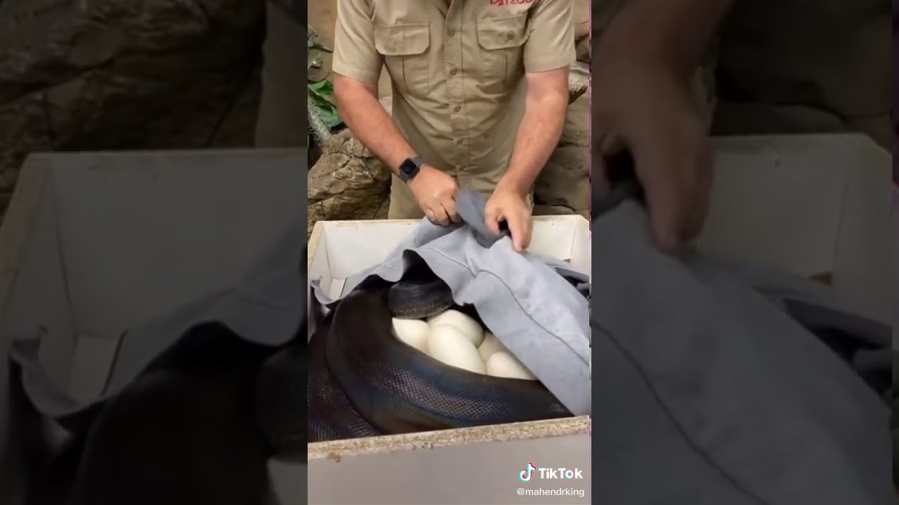 Ninho de cobra