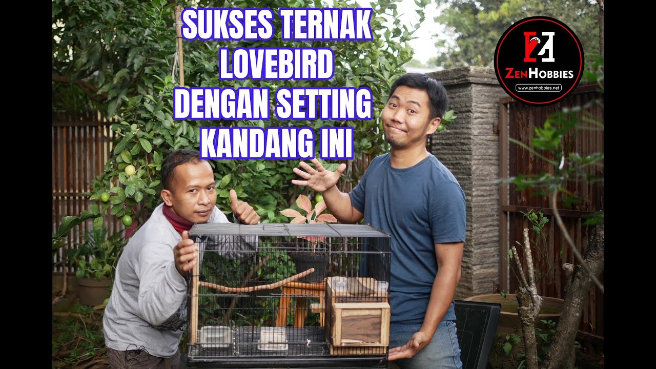 CARA SETTING KANDANG TERNAK LOVEBIRD