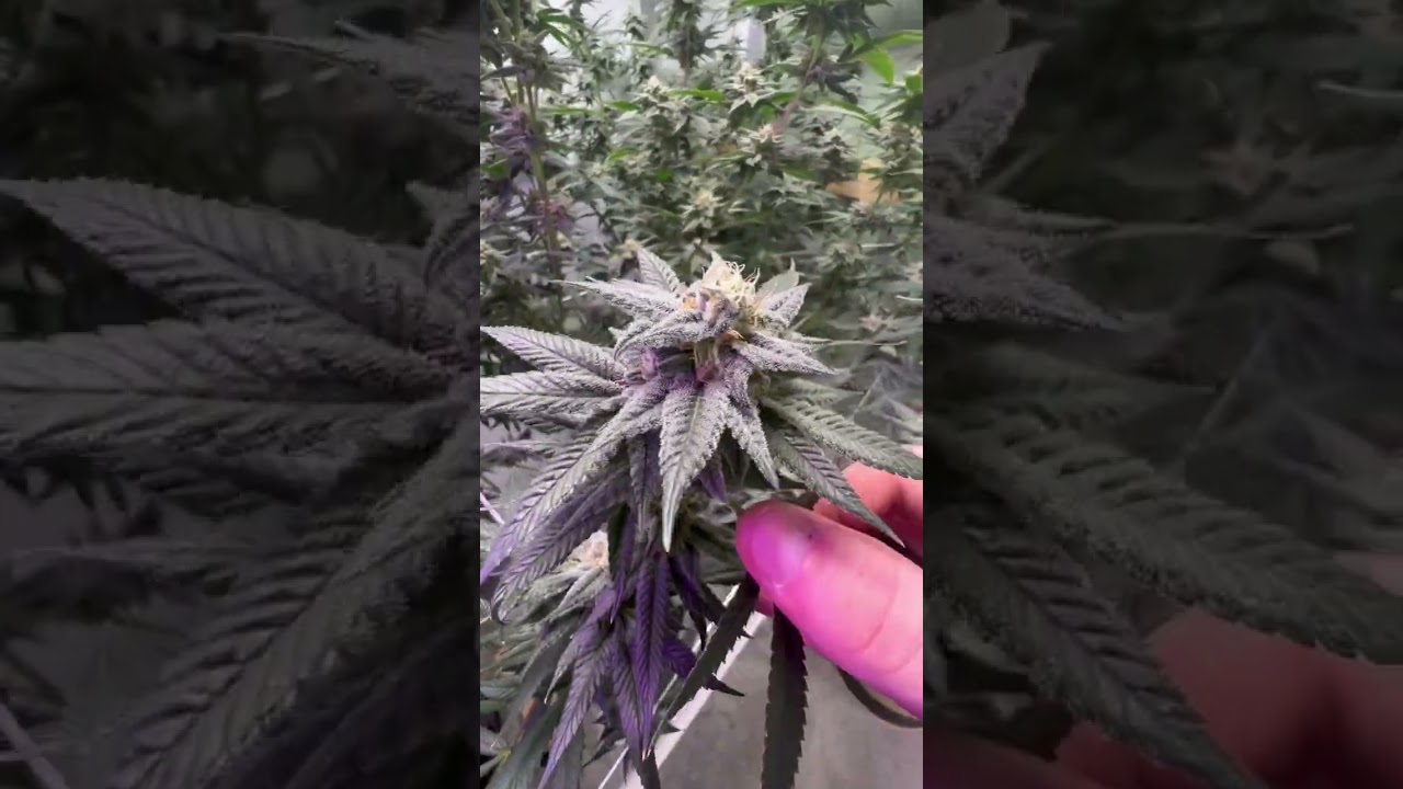 Day 35, end of week 5, Advanced nutrients, Cannarado Genetics