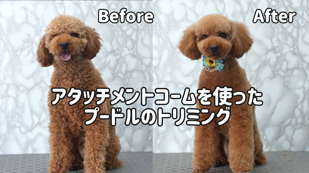 Poodle Grooming  アタッチメントコームを使ったプードルのトリミング