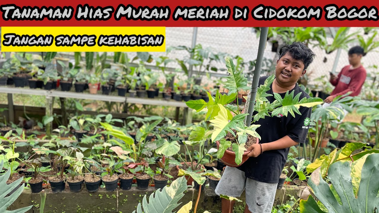 TANAMAN HIAS MURAH MERIAH DI CIDOKOM BOGOR⁉️ JANGAN SAMPE KEHABISAN 