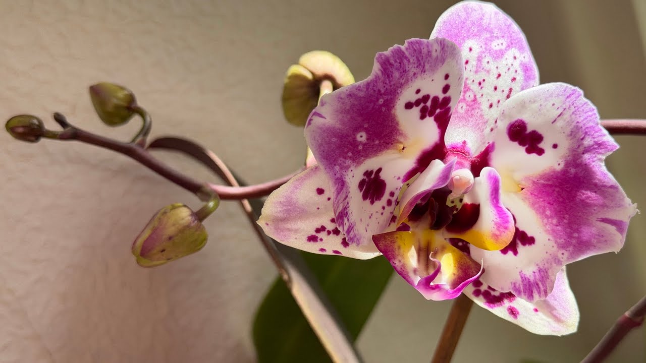 Новые роспуски и обо всё на свете ☺️🦋 #орхідеї #peloric #orchid #орхидеибабочки 