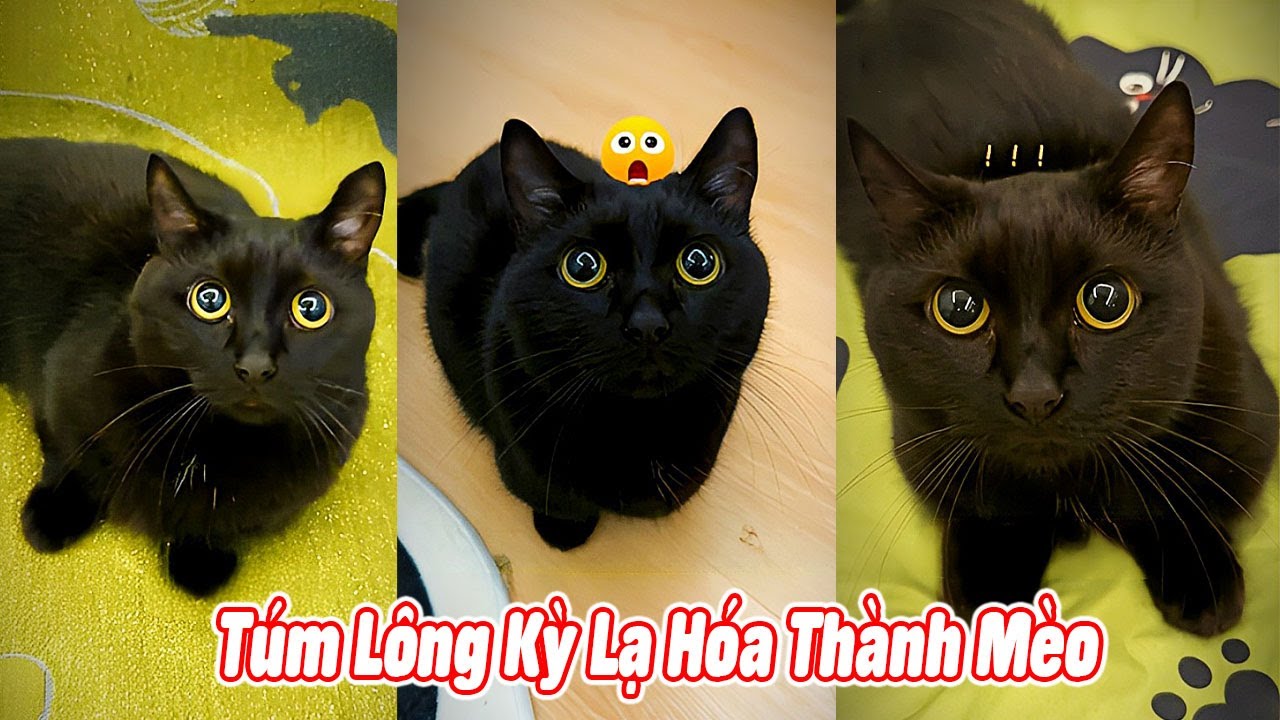 🐾 Túm Lông Kỳ Lạ Hóa Thành Mèo 😱 #thúcưng #vậtnuôi #chómèohàihước #funny #pets #cat #cute